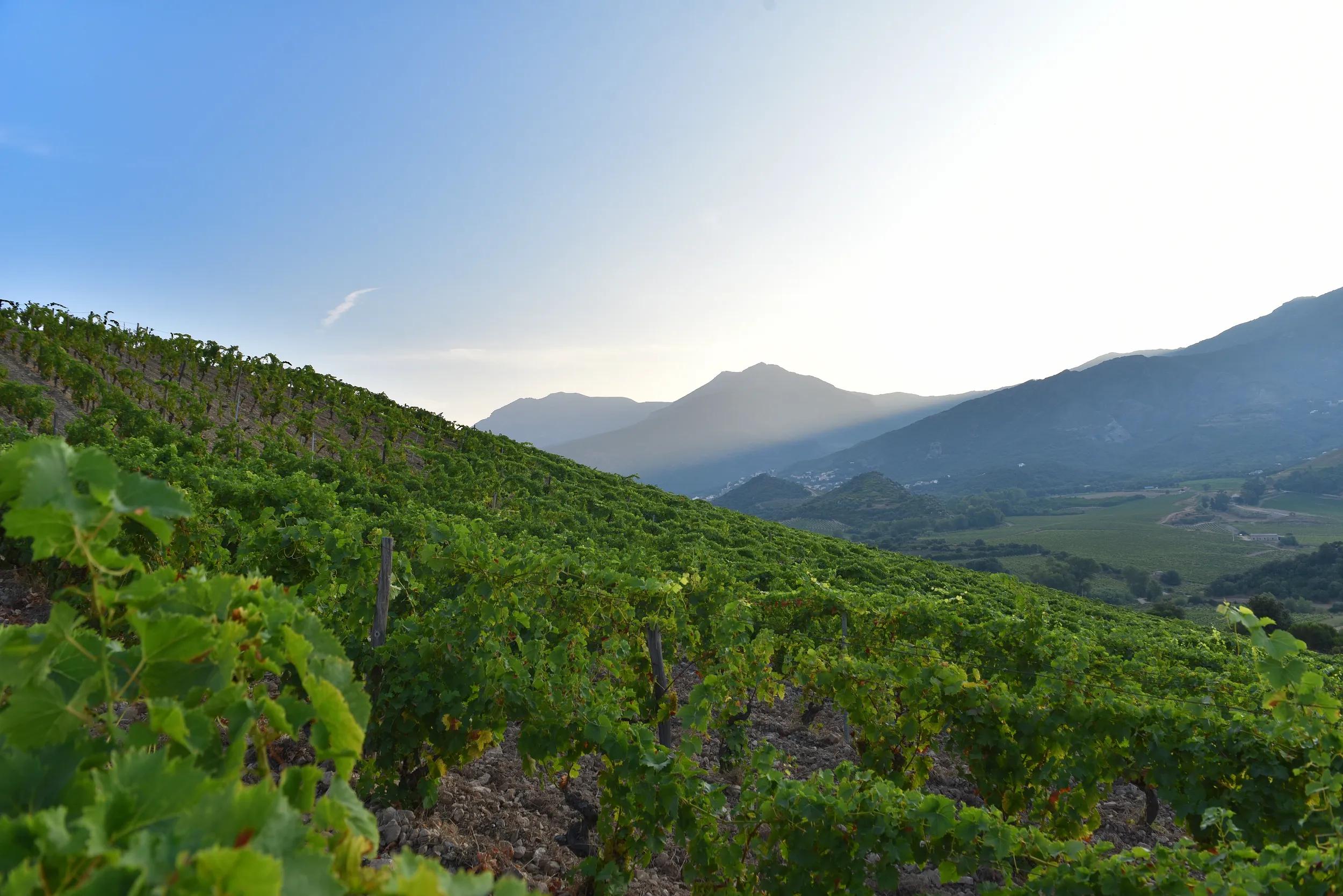 Des vignobles autour de notre hôtel 4 étoiles La Roya